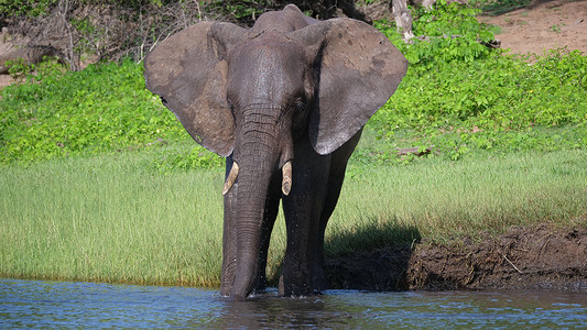 大象从湖里喝水