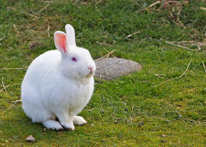 白兔眼睛摄影照片_白兔