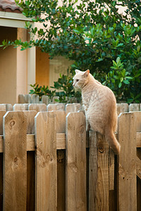 栅栏上的猫