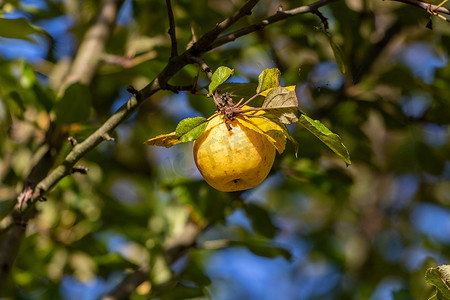 黄苹果摄影照片_秋天苹果树枝上熟黄苹果的特写