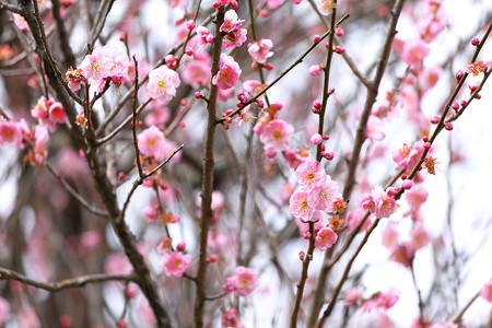 梅花开花