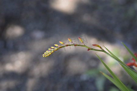 路西法摄影照片_Montbretia 路西法