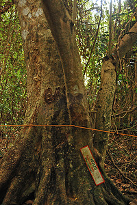 金科斯摄影照片_菲律宾卡米金的曼蒂格岛自然公园科利斯树