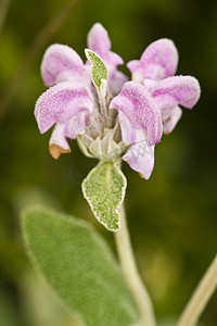 purpurea摄影照片_紫莲花（Phlomis purpurea）