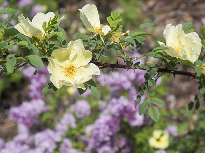 玫瑰花枝摄影照片_特写黄蔷薇野玫瑰（狗玫瑰）花枝，背景模糊的粉红色丁香花，有选择的焦点