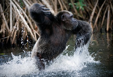 黑猩猩在水中