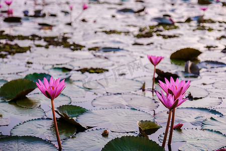 荷花开了摄影照片_泰国北部乌隆他尼的红莲海 Kumphawapi 开满了粉红色的花朵。