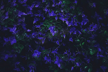 异国情调的紫色花朵和叶子在夜间作为自然背景