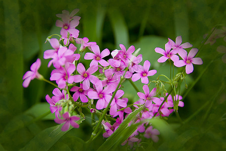 荷花场景摄影照片_五瓣粉红色花朵簇