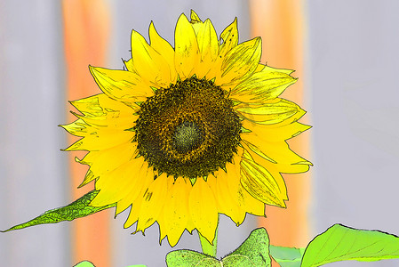 彩色铅笔画向日葵