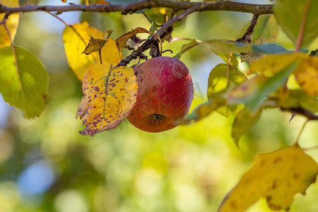 秋天苹果树枝上熟红苹果的特写