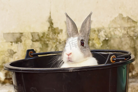 灰色大耳朵兔子摄影照片_兔子