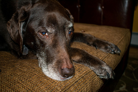 躺在沙发上的老巧克力拉布拉多犬