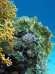海底鱼背景摄影照片_大海背景下热带海底的珊瑚礁