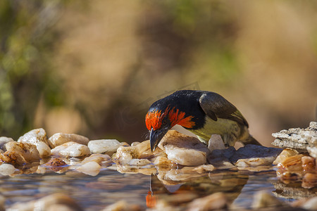波巴摄影照片_南非克鲁格国家公园的黑领巴贝