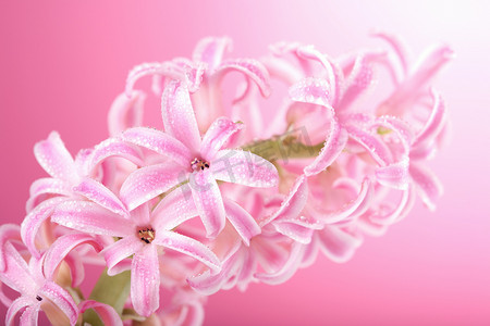 粉红色的风信子花