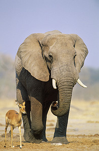 草原之行摄影照片_大草原上的非洲象 (Loxodonta Africana) 和瞪羚