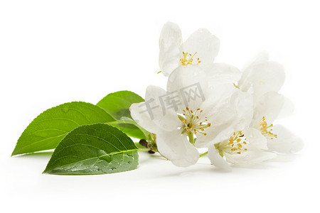 树花摄影照片_在白色的苹果树花