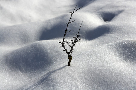 干树枝孤独的树雪沙丘沙漠