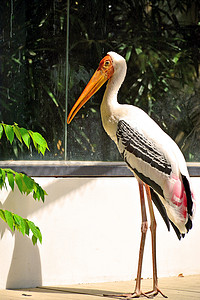 考斯特摄影照片_泰国曼谷考丁公园杜斯特动物园的鹳