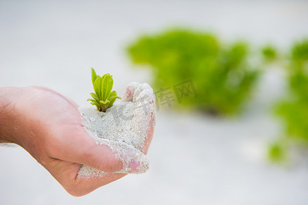 拿着绿色树苗背景的手白色沙子