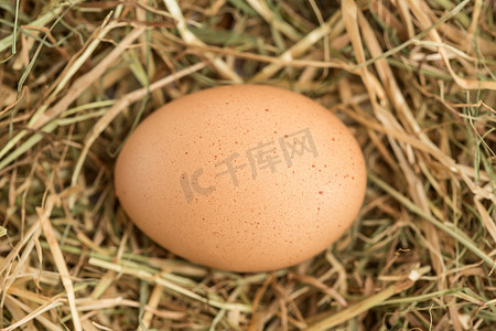 鸡蛋依偎在稻草里
