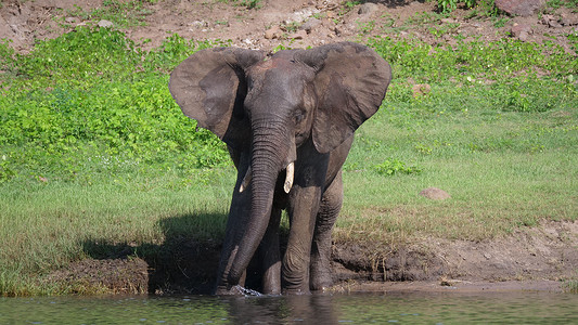 大象喝水摄影照片_大象从湖里喝水