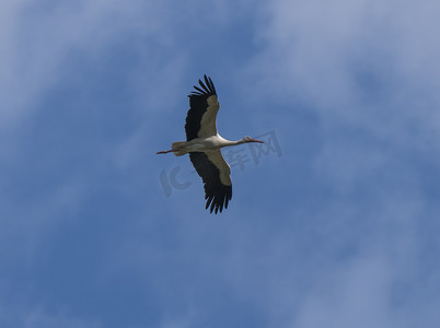 展翅摄影照片_白鹳，Ciconia ciconia，在蓝天背景下展翅飞翔