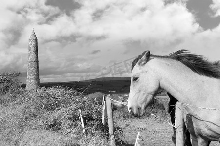 白色的小马摄影照片_两匹黑色和白色的野爱尔兰马