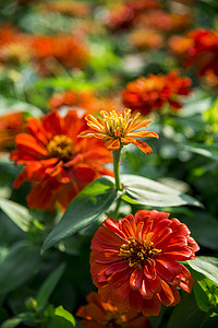 西洲蜜瓜摄影照片_花园里的橙色非洲菊花 8