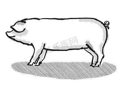 威尔士猪品种卡通复古绘图