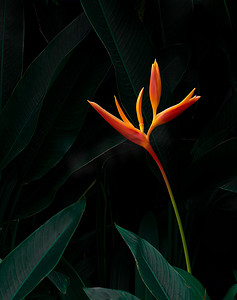 深绿色热带植物自然背景上的异国情调的花朵。