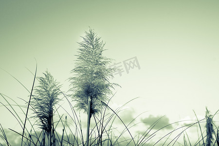 复古图像潘帕斯草，旧的褪色效果低云和晴朗的天空与小插图。
