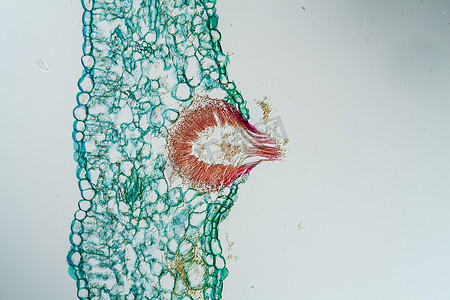 豆锈寄生蘑菇在显微镜下 100x