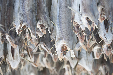 挪威 Loftofen 出口到意大利的干鳕鱼干