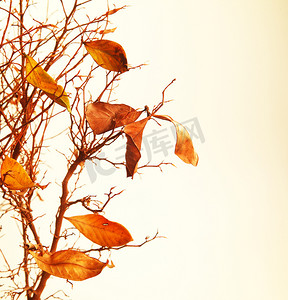秋天的树枝
