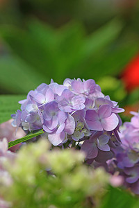 蓝色花束摄影照片_绣球花是粉紫色的花束。