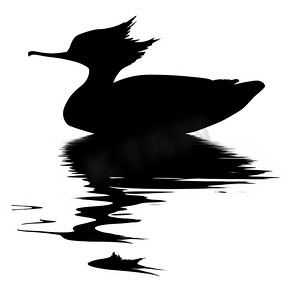 鹅设计摄影照片_在白色背景上绘制鱼鸭的矢量