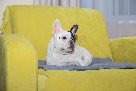 小家电组合摄影照片_躺在扶手椅上的可爱法国斗牛犬。
