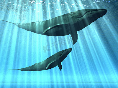 环境保护蓝色摄影照片_鲸鱼