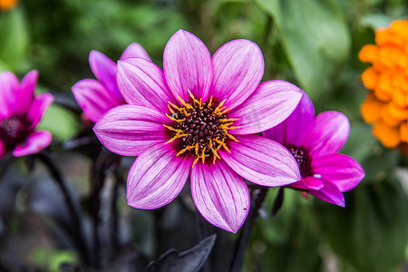 花园中观赏植物的紫色花朵