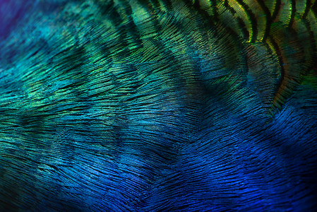 美丽绿孔雀摄影照片_特写孔雀、五颜六色的细节和美丽的孔雀羽毛。宏观照片。
