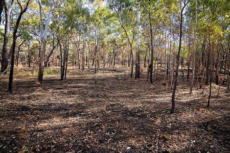 澳大利亚丛林中一场受控火灾的后果