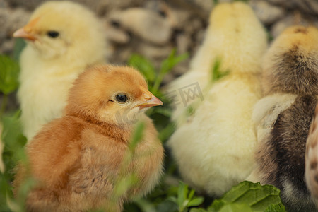 庭院遛鸟摄影照片_小鸡站在它们的母鸡附近