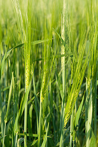 绿穗小麦