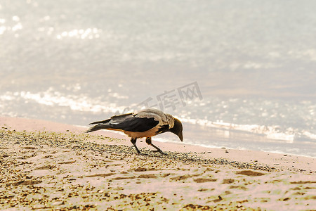 波兰波罗的海海滩上的蒙面乌鸦