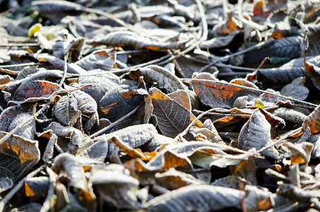 霜冻的秋叶模糊背景