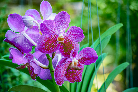 花园背景中兰科植物蝴蝶兰美丽的热带紫色枝条