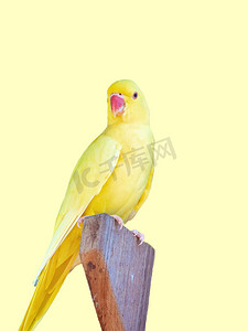 黄渤海候鸟栖息地摄影照片_澳洲黄鹦鹉
