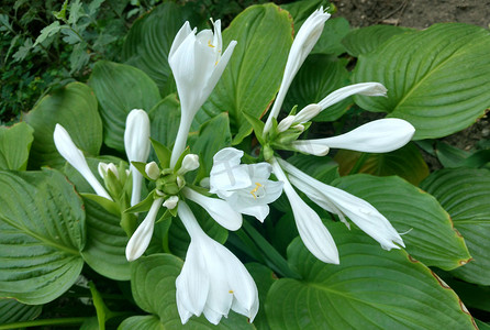 鲜花公园摄影照片_白玉簪花